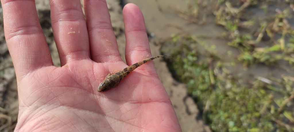 Kleine zweepstaartmeerval (Rineloricaria parva) — Loricariidae