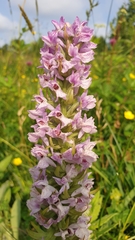 Dactylorhiza incarnata