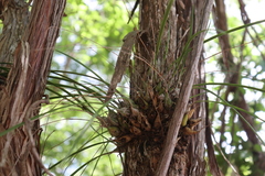 Encyclia nematocaulon