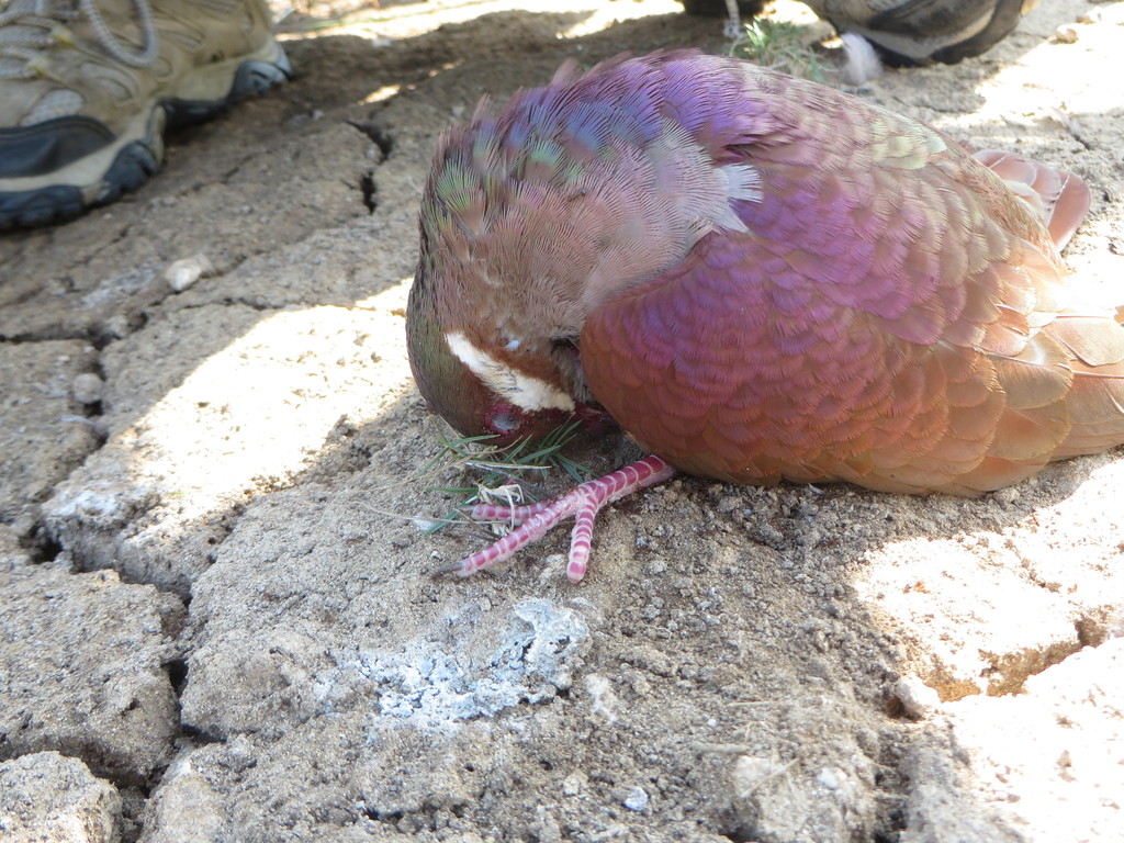 Key West Quail-Dove