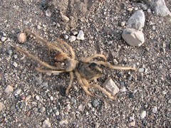 Galeodes araneoides