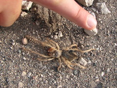 Galeodes araneoides
