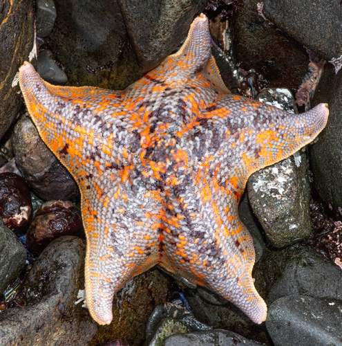 Bat Star photographed in California