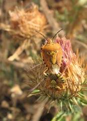 Carpocoris pudicus