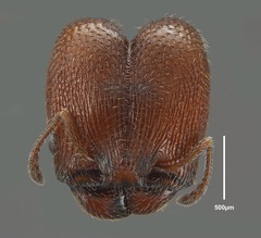Pheidole littoralis