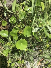 Hydrocotyle prolifera