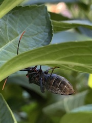 Acanthocephala terminalis