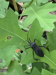 Acanthocephala terminalis