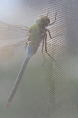 Anax junius