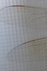 Anax junius