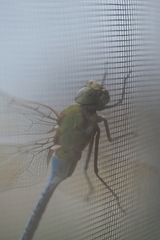 Anax junius