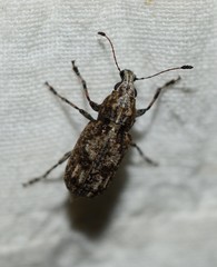 Meconemus infuscatus
