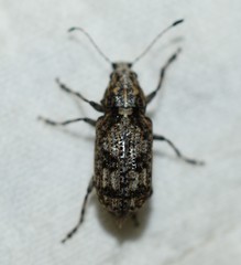 Meconemus infuscatus