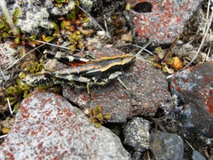 Sigaus piliferus