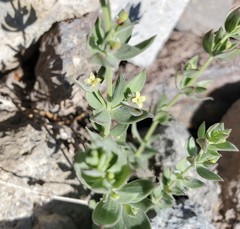 Galium grayanum grayanum