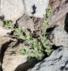 Galium grayanum grayanum