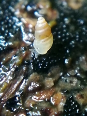 Carychium tridentatum
