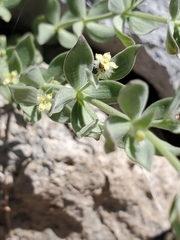 Galium grayanum grayanum