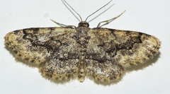 Idaea nigrolineata