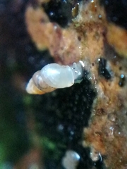 Carychium tridentatum