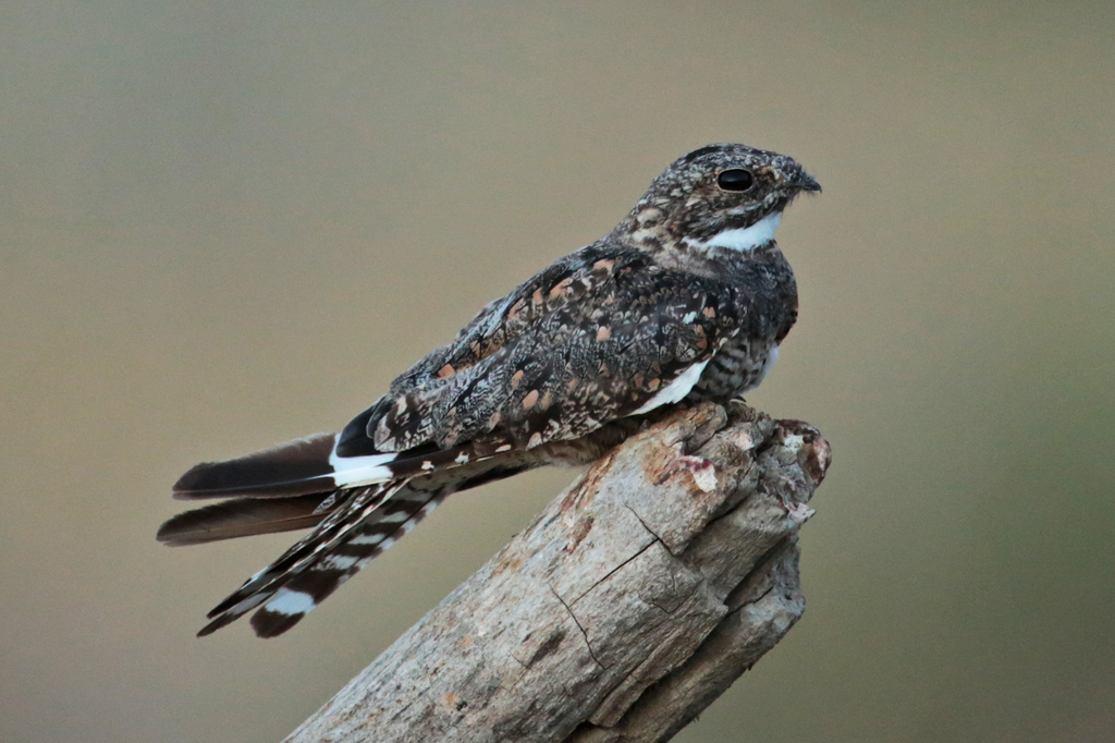 Lesser Nighthawk