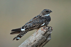 Lesser Nighthawk photo 1