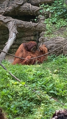 Pongo