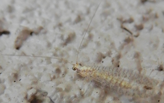 Eremochrysa tibialis