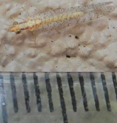 Eremochrysa tibialis