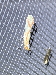 Otiocerus coquebertii