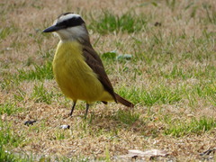 Pitangus sulphuratus