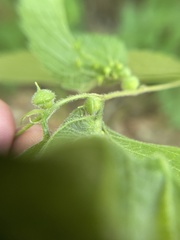 Celticecis celtiphyllia
