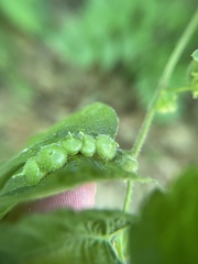 Celticecis celtiphyllia