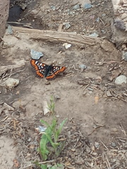 Euphydryas gillettii