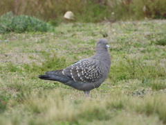Patagioenas maculosa