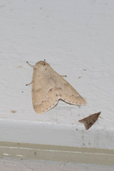 Acronicta innotata