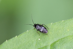 Slaterocoris