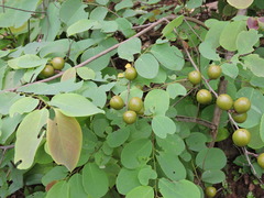 Cleistanthus collinus