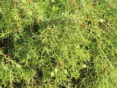 Juniperus navicularis