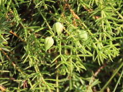 Juniperus navicularis