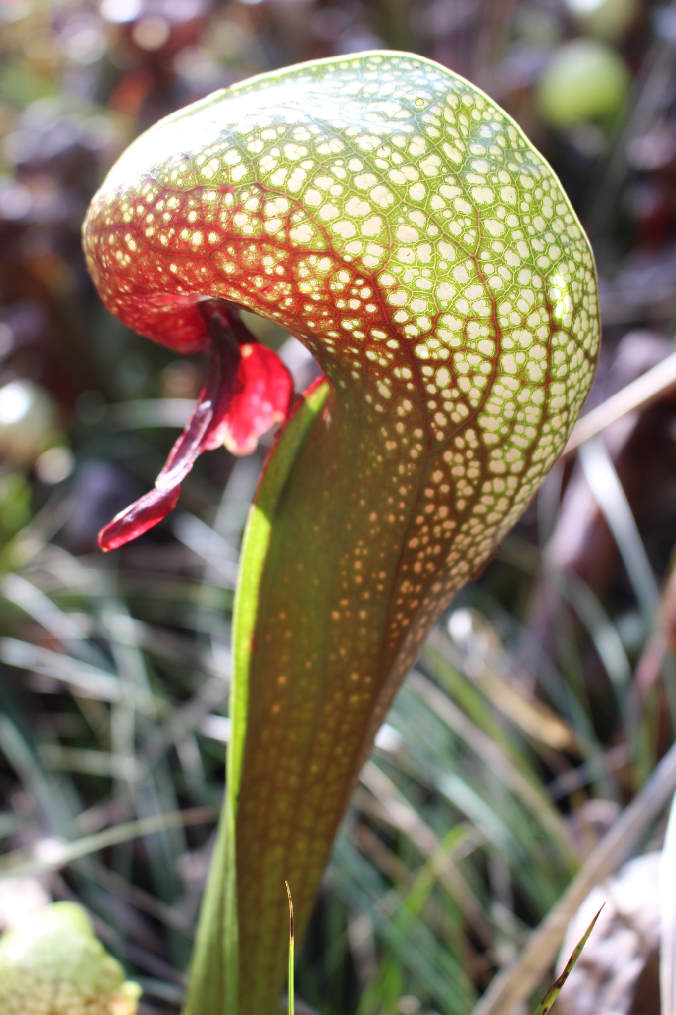 California pitcher plants (Genus Darlingtonia)  iNaturalist