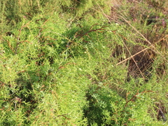 Juniperus navicularis