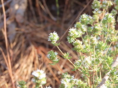 Thymus capitellatus
