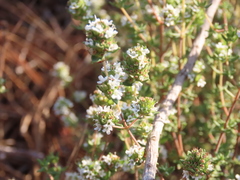 Thymus capitellatus