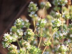 Thymus capitellatus