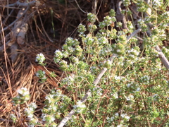 Thymus capitellatus