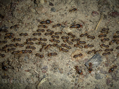 Macrotermes carbonarius