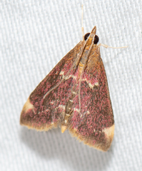 Pyrausta inveterascalis
