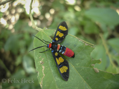 Euchromia elegantissima