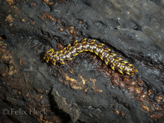 Orthomorpha